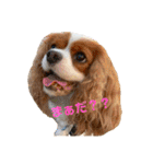chappy's  everyday（個別スタンプ：12）
