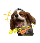 chappy's  everyday（個別スタンプ：23）