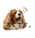 chappy's  everyday（個別スタンプ：24）