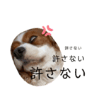 chappy's  everyday（個別スタンプ：25）