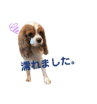 chappy's  everyday（個別スタンプ：27）