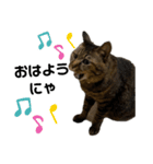ぬぬ吉☆（個別スタンプ：1）