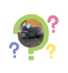 チンチラすたんぷ.mml（個別スタンプ：6）