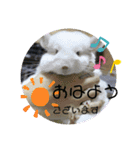 チンチラすたんぷ.mml（個別スタンプ：11）