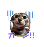 にゃおぉーんず（個別スタンプ：2）