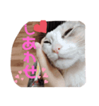 にゃおぉーんず（個別スタンプ：8）