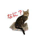 うちのオーシャ（個別スタンプ：1）