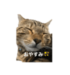 うちのオーシャ（個別スタンプ：3）