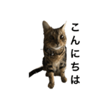 うちのオーシャ（個別スタンプ：6）