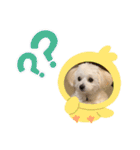pomepu anko（個別スタンプ：3）