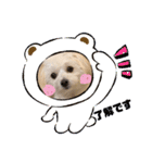 pomepu anko（個別スタンプ：9）