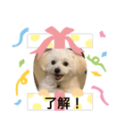 pomepu anko（個別スタンプ：10）