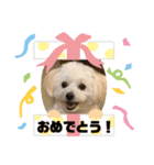 pomepu anko（個別スタンプ：12）
