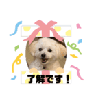 pomepu anko（個別スタンプ：13）