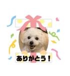 pomepu anko（個別スタンプ：14）
