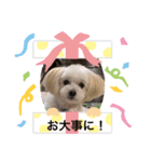 pomepu anko（個別スタンプ：15）