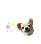 天野家のこむぎさん。（個別スタンプ：6）