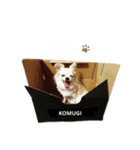 天野家のこむぎさん。（個別スタンプ：8）