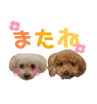トイプードルの仲良しスタンプ♡（個別スタンプ：4）