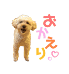 トイプードルの仲良しスタンプ♡（個別スタンプ：11）