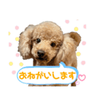 トイプードルの仲良しスタンプ♡（個別スタンプ：15）