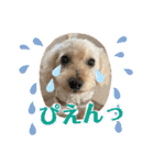 トイプードルの仲良しスタンプ♡（個別スタンプ：34）