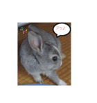 うさぎ、大好き（個別スタンプ：1）