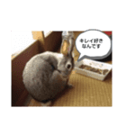 うさぎ、大好き（個別スタンプ：4）