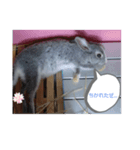 うさぎ、大好き（個別スタンプ：6）