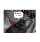 うさぎ、大好き（個別スタンプ：7）