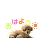 トイプー❤︎めるの日常（個別スタンプ：2）