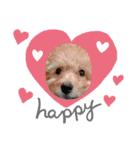 トイプー❤︎めるの日常（個別スタンプ：8）