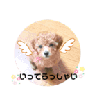 トイプー❤︎めるの日常（個別スタンプ：9）