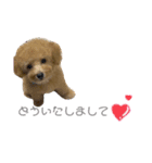 トイプー❤︎めるの日常（個別スタンプ：12）