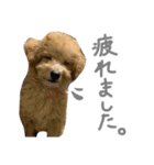 トイプー❤︎めるの日常（個別スタンプ：15）