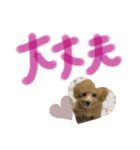 トイプー❤︎めるの日常（個別スタンプ：16）
