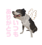 トトちゃんの日常（個別スタンプ：13）