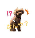 トイプードル 一護くん（個別スタンプ：1）