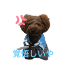 トイプードル 一護くん（個別スタンプ：2）