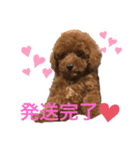 トイプードル 一護くん（個別スタンプ：3）