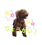 トイプードル 一護くん（個別スタンプ：5）