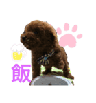 トイプードル 一護くん（個別スタンプ：6）