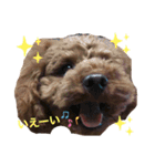 トイプードル 一護くん（個別スタンプ：7）