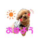 伊藤家の愛犬ぺこちゃんスタンプ2（個別スタンプ：1）