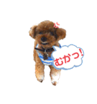 伊藤家の愛犬ぺこちゃんスタンプ2（個別スタンプ：3）