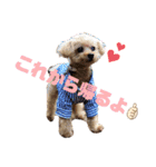 伊藤家の愛犬ぺこちゃんスタンプ2（個別スタンプ：6）