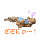 伊藤家の愛犬ぺこちゃんスタンプ2（個別スタンプ：8）