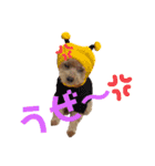 伊藤家の愛犬ぺこちゃんスタンプ2（個別スタンプ：9）