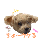 伊藤家の愛犬ぺこちゃんスタンプ2（個別スタンプ：11）