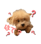 伊藤家の愛犬ぺこちゃんスタンプ2（個別スタンプ：12）